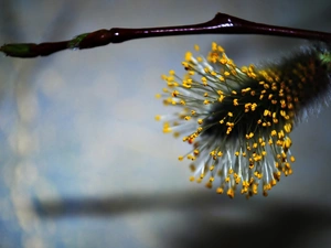 dust, database, Willow, doughnut, twig