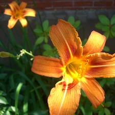 Daylilies