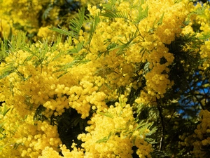 branch pics, Acacia Dealbata