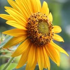 Sunflower, decorated