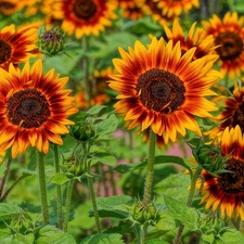 Sunflower, decorated