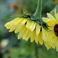 Sunflower, decorated