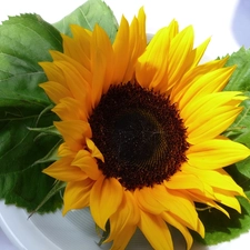 Sunflower, decorated