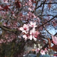 Pink, Plums, decorative, Flowers