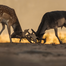 Fight, Two cars, Deer