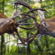 fighting, horns, forest, Deer