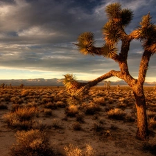 Cactus, Desert