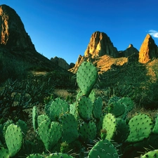 Desert, Cactus, Mountains