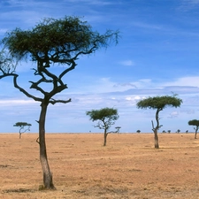 Desert, trees, viewes