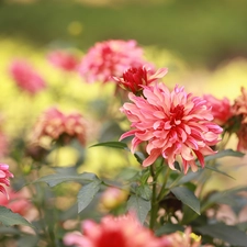 dahlias, Pink, Flowers, developed