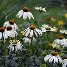 Flowers, White, echinacea, developed