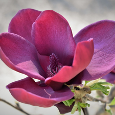 Pink, developed, Magnolia, Colourfull Flowers