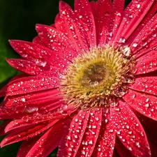 Gerber, drops, dew, Colourfull Flowers