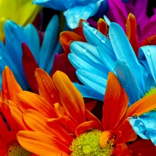 color, pyrethrum, dew, Flowers