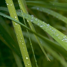 grass, dew