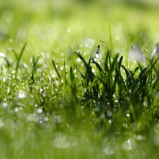 snowdrops, drops, dew, grass