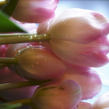 dew, bunch, tulips