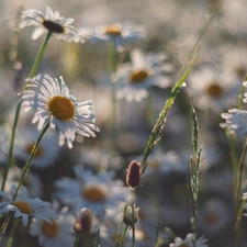 Flowers, camomiles, blur, dewy