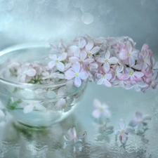 glass, dish, without, Flowers, Pink