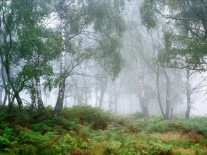 forest, birch, England, Fog, County Derbyshire, viewes, trees, Peak District National Park