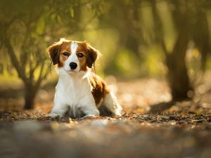 Alpine Dutch, lying, dog
