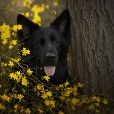 trees, Flowers, Black German Shepherd Dog, muzzle, dog