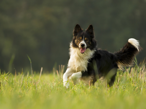 gear, grass, black and white, Border Collie, dog