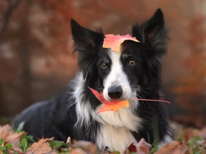 Border Collie, Leaf, dog