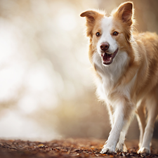 Leaf, Border Collie, dog