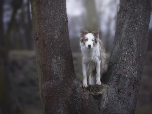 Border Collie, trees, dog