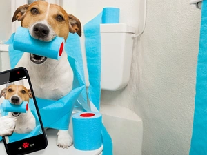 Telephone, Selfie, Jack Russell Terrier, Toilet Paper, dog
