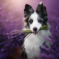 lavender, Border Collie, dog