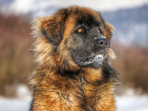 dog, Leonberger