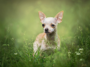 grass, dog, Short-haired Chihuahua