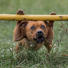 grass, dog, Staffordshire Bull Terrier