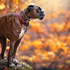 Stone, blurry background, boxer, dog-collar, dog