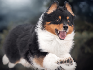 jump, dog, Welsh corgi pembroke