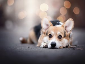 lying, dog, Welsh corgi pembroke