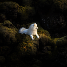 White, Samojed, rocks, dog