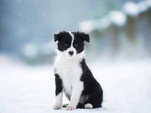 Border Collie, winter, Puppy, black and white, dog