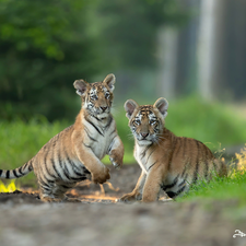 tigress, Two cars, grass, Path, Tigers, little doggies