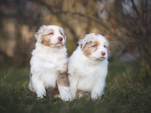 Australian Shepherds, grass, Dogs, puppies, Two cars