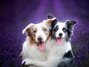 Border Collie, lavender, Dogs, Two cars, smiling