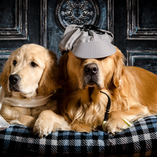 Golden Retriever, Two cars, shawl, Pillow, Hat, Dogs