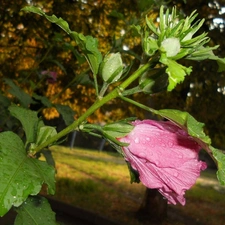 Pink, Hollyhocks, donuts, Colourfull Flowers