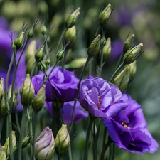 donuts, Eustoma, Flowers