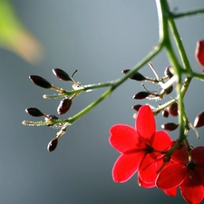 kirsch, Colourfull Flowers, doughnut