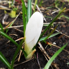 doughnut, White, crocus