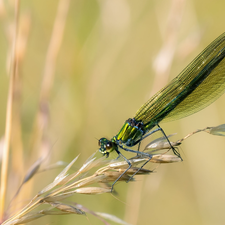 plant, dragon-fly, Banded Demoiselle