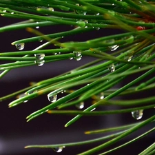 droplets, needles, spruce